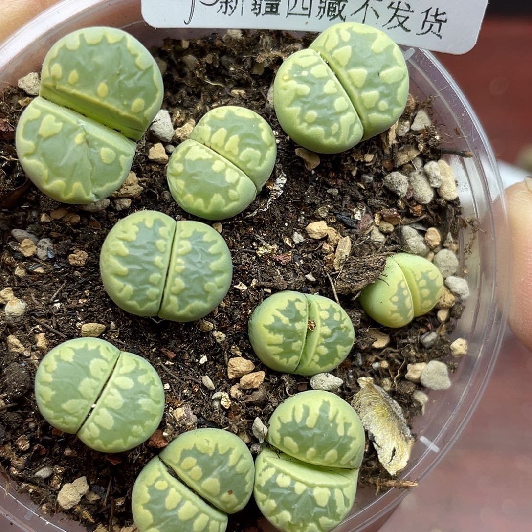 59600000花花花花花花去啊