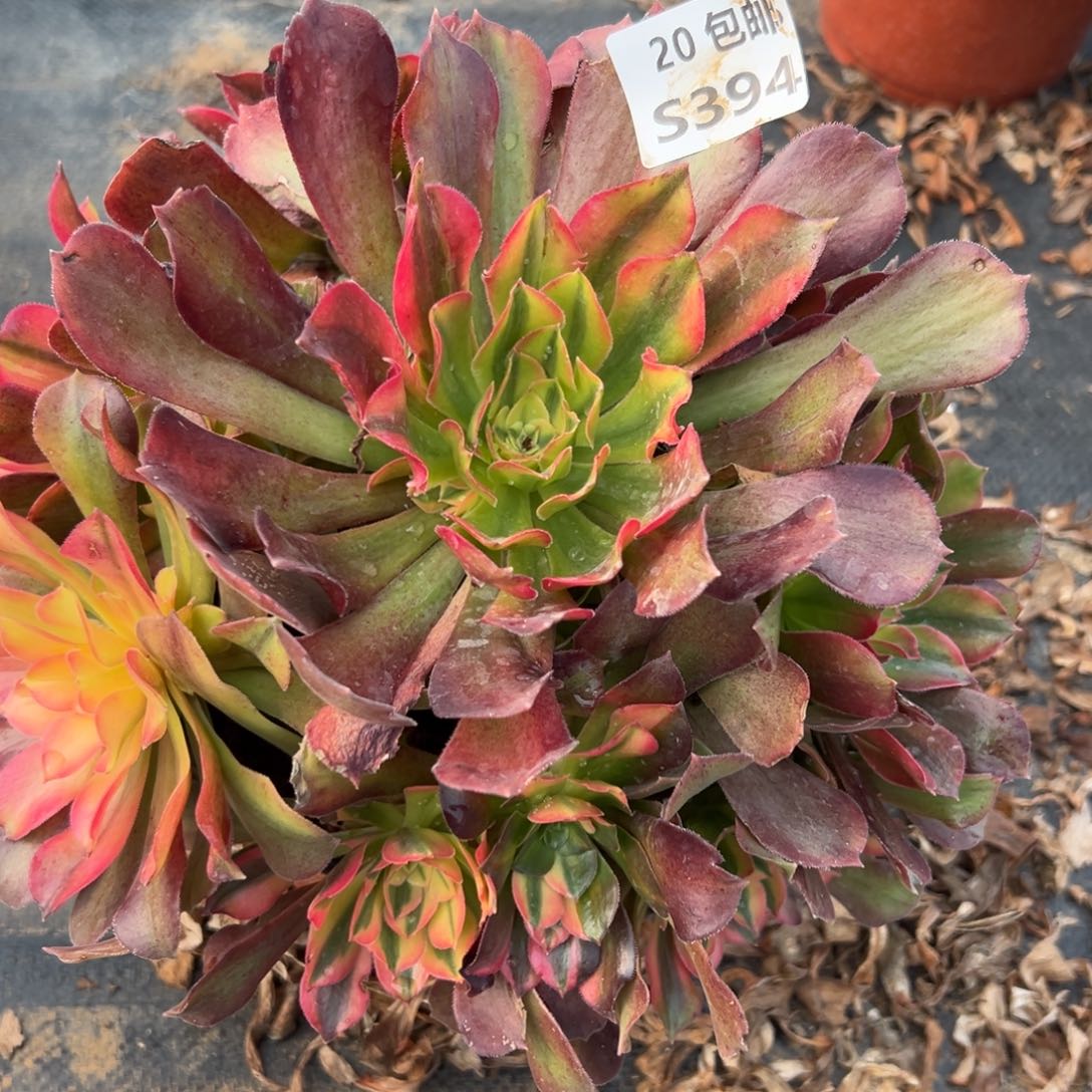 394红秀，满20包邮嘟叮熊