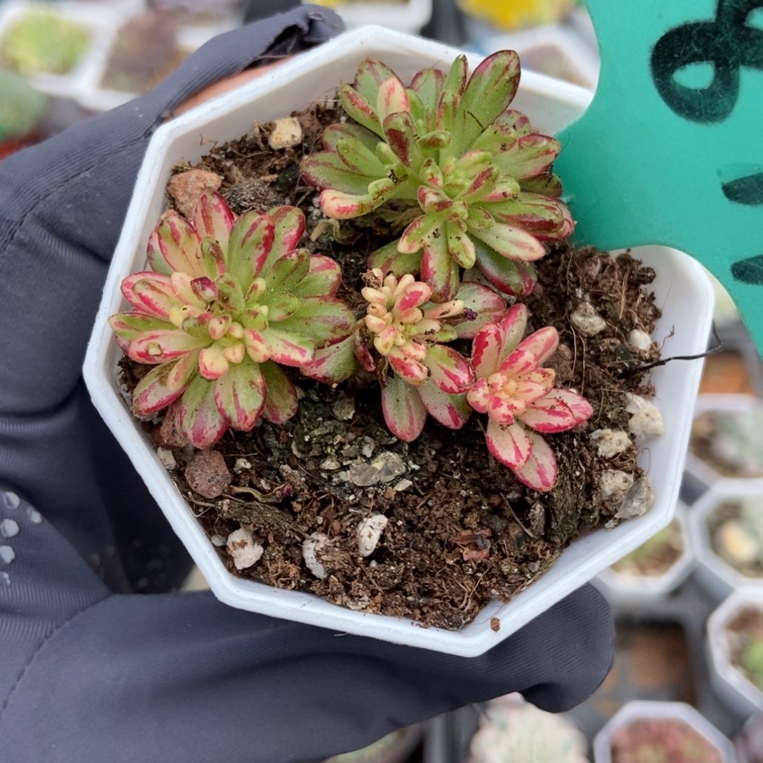 1877小人祭锦多肉植物