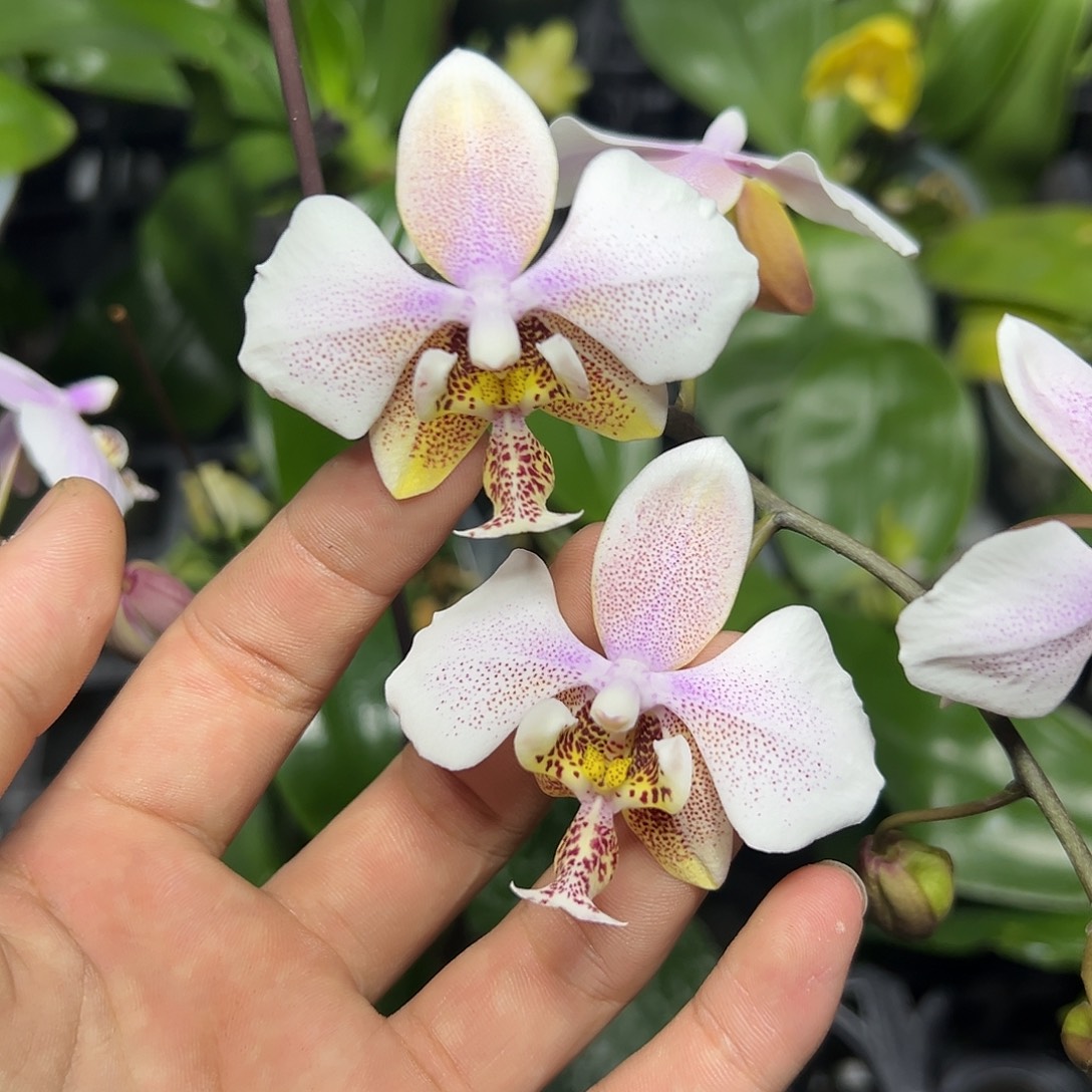 完全开放l158三寸ys1195