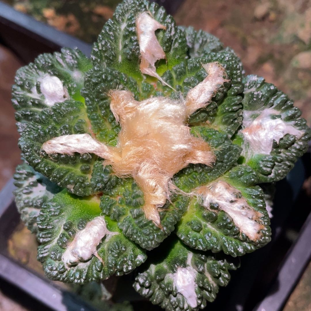 大型龟甲哥斯拉牡丹