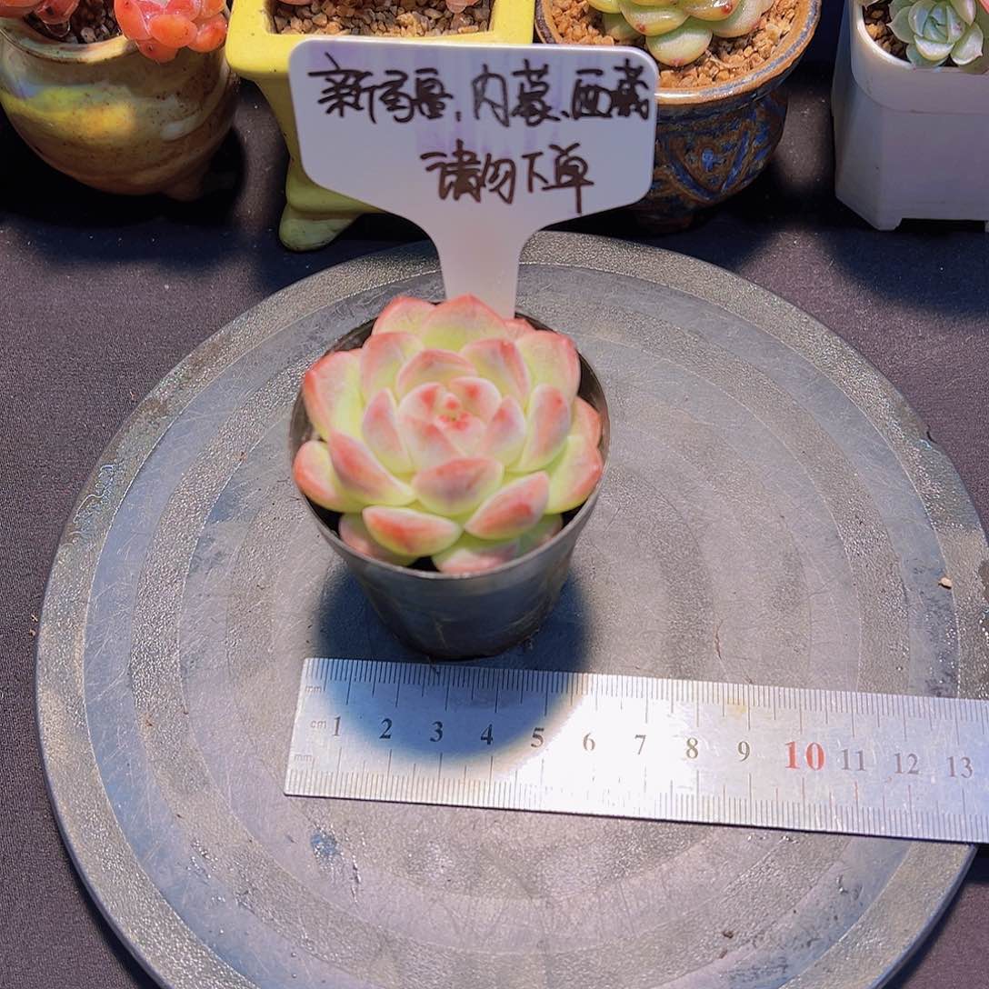 新品，带盆发货……