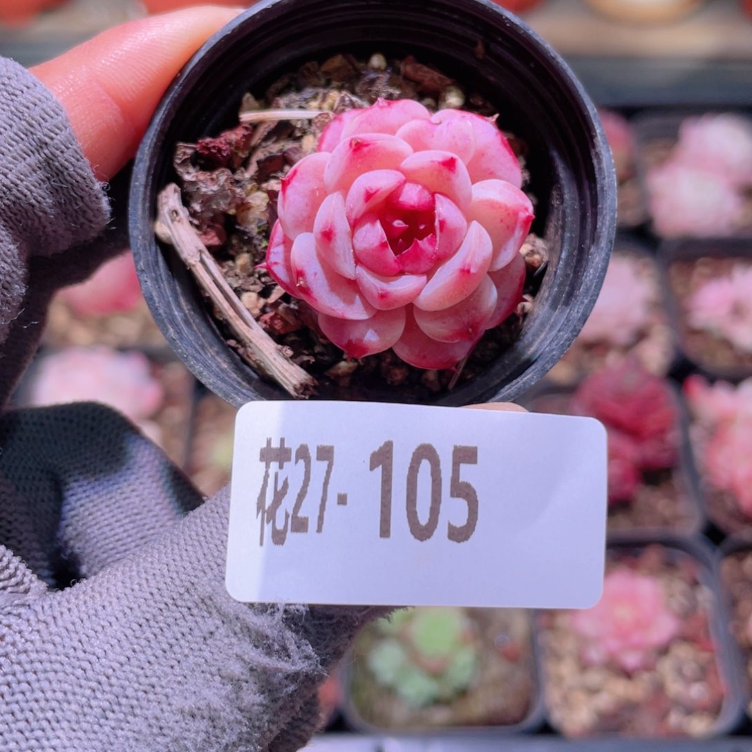 花利美27-105天鹅绒