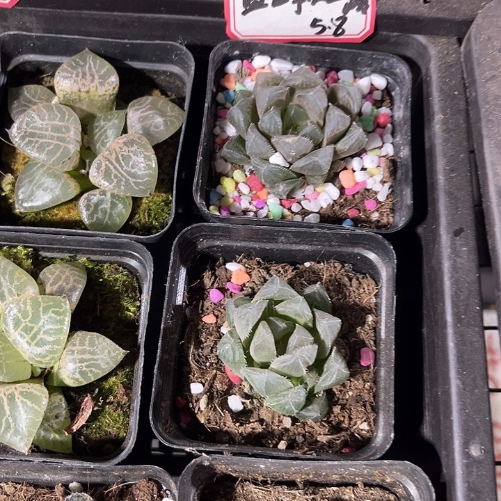 蓝鲸玉露带盆土发