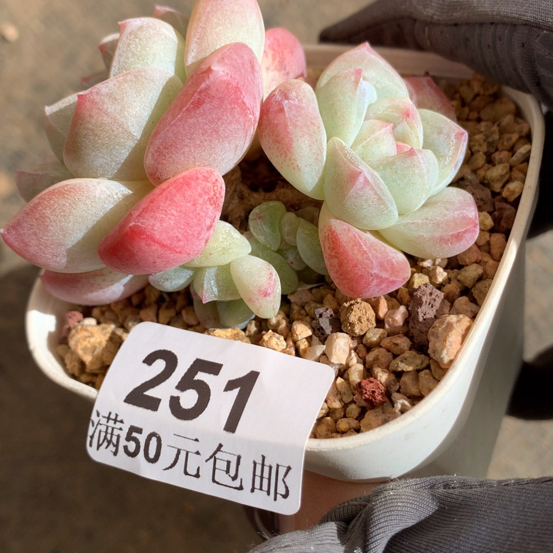 251。老桩白底冰玉6cm。四头。