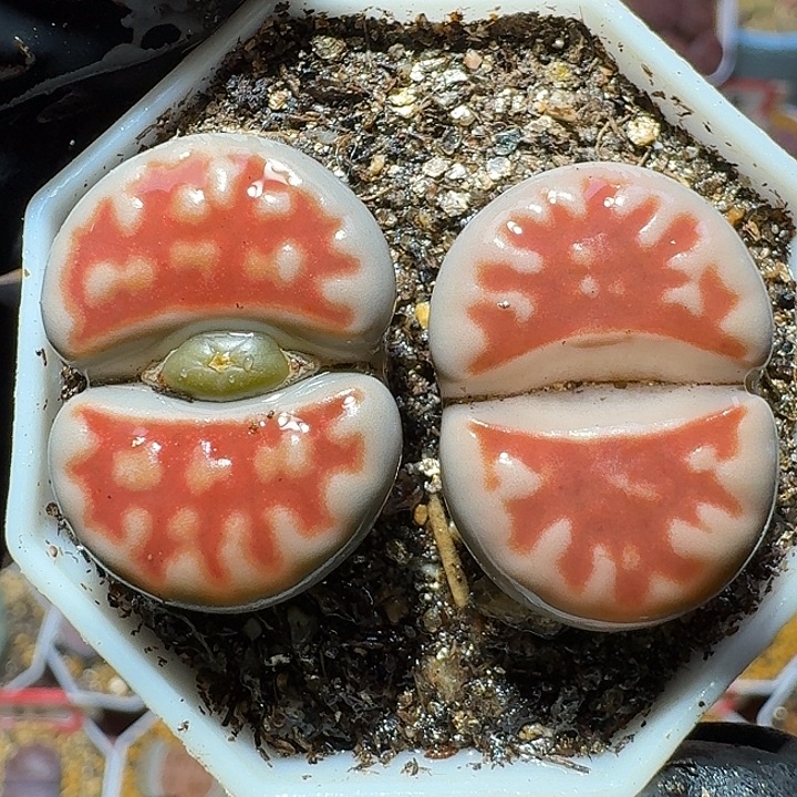 生石花222112。  211