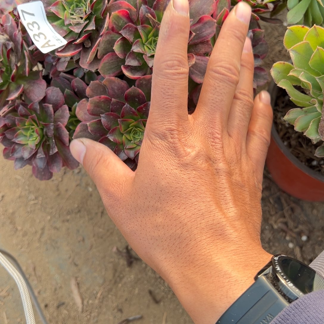 红***瑚337安娜多肉植物法师