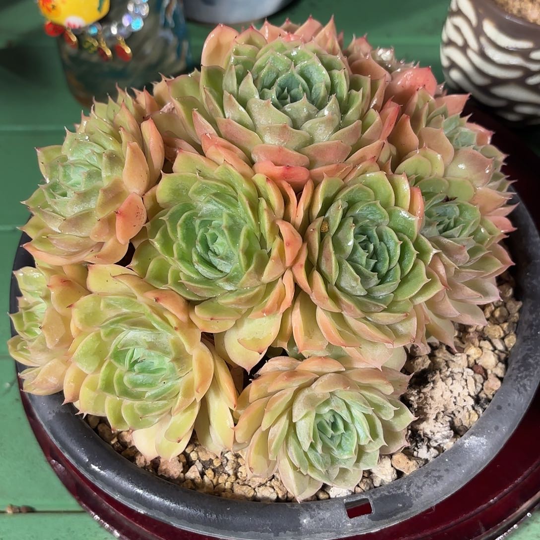 多肉啦啦啦啦啦啦