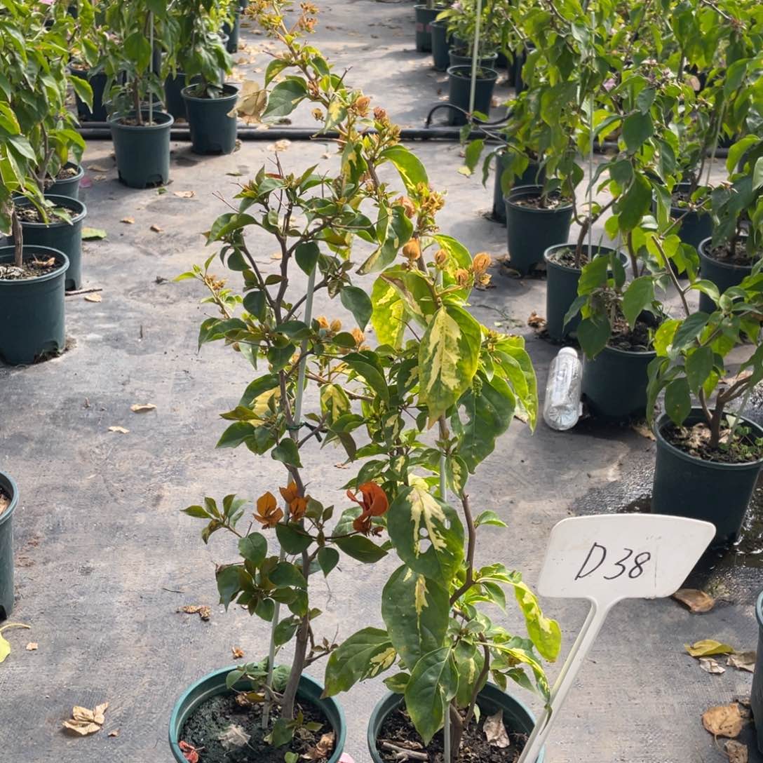 忻***珊全部花朵金心黄白+橙口红D38