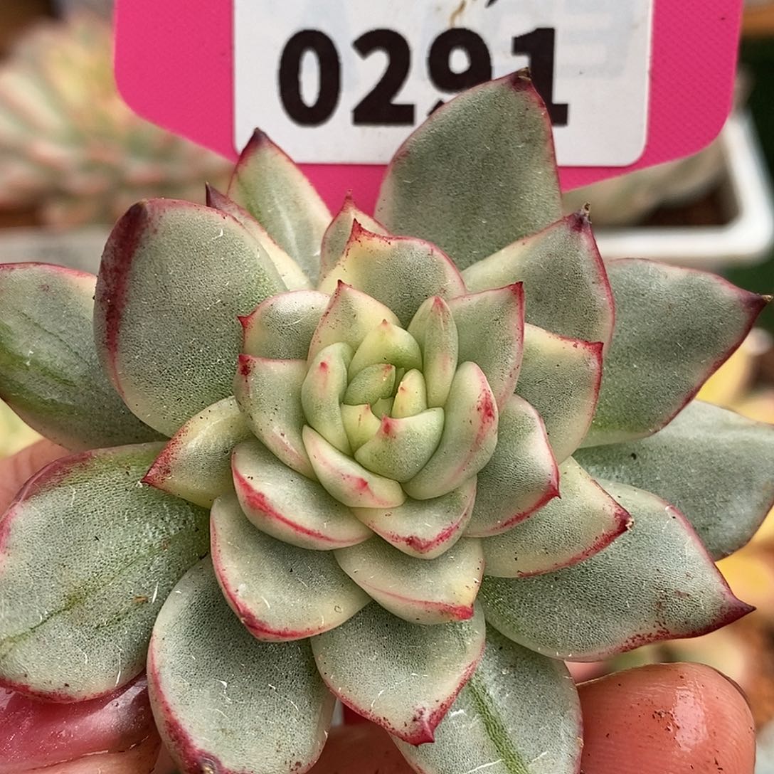 291菲利普头盖哈哈哈哈