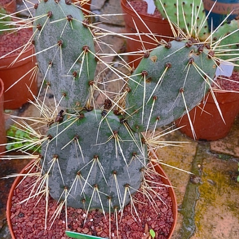 秋***】仙人掌蓝雪三连片