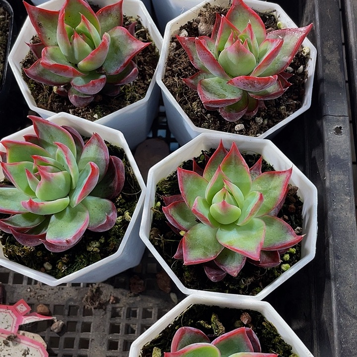 八角盆惊鸿带盆土发