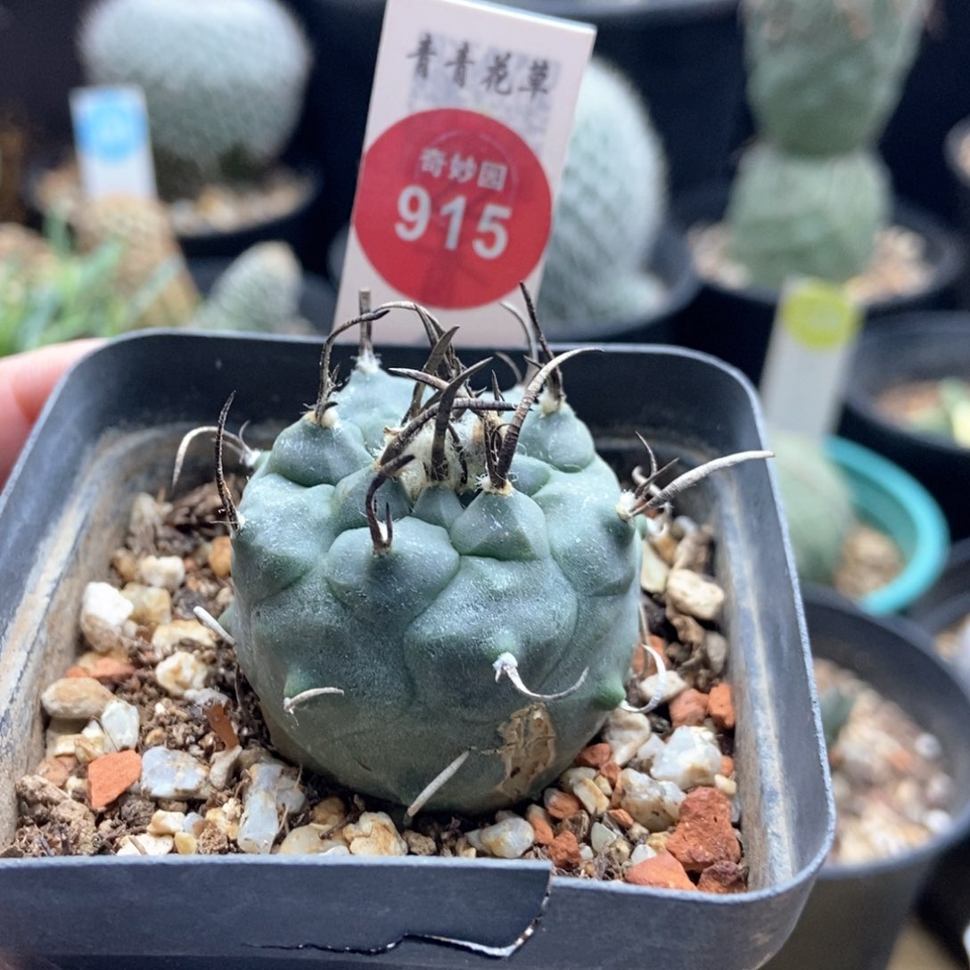 实生碳黑刺老娇丽侧面有小疤3.8cm