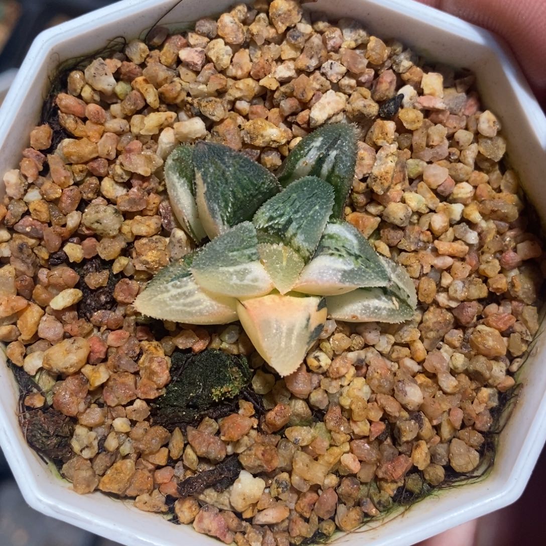 一颗实生磨面寿锦。