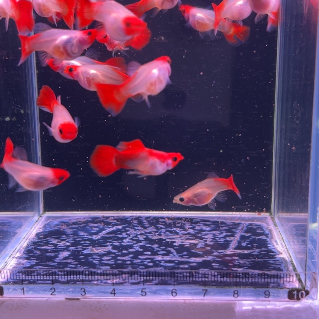 知***乐孔雀鱼红头玻璃猫18条所见即所得