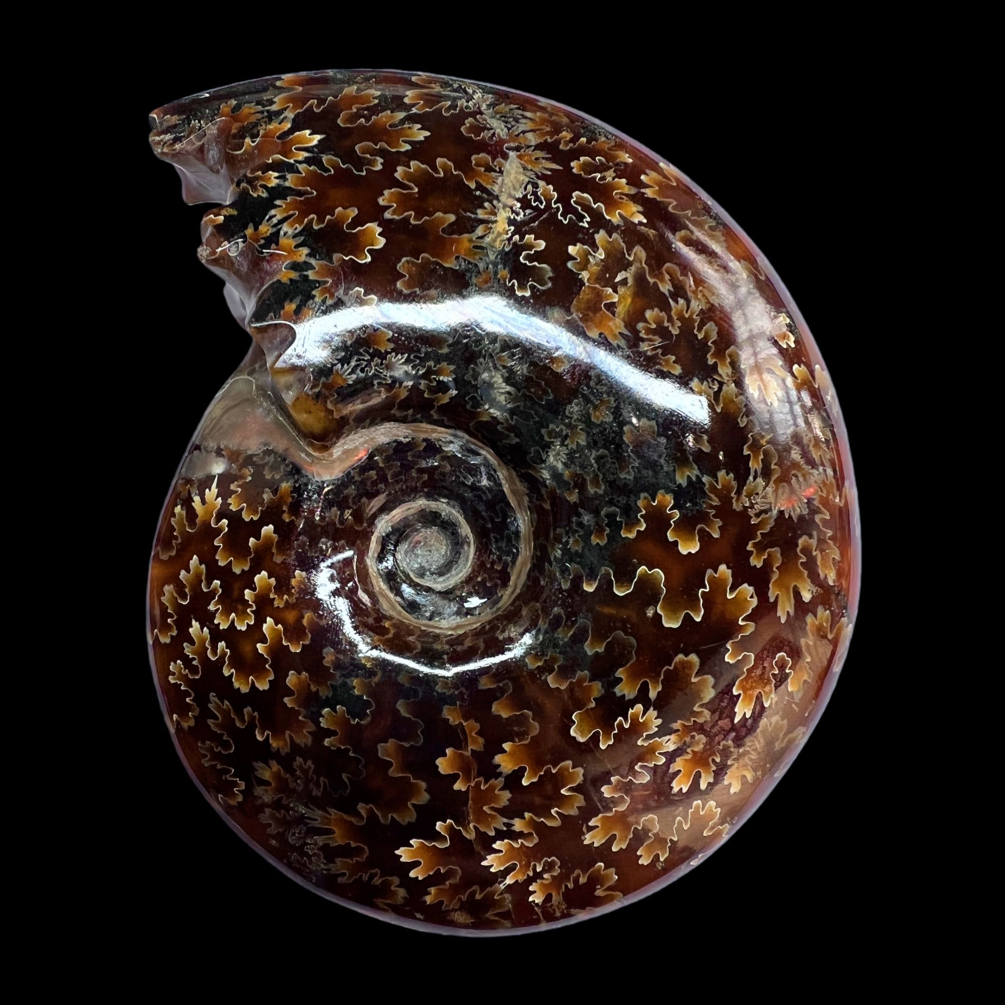 【 叶菊石(摆件)】117.4mm含支架 玉化马达加斯加 N-41 创意饰品 D7