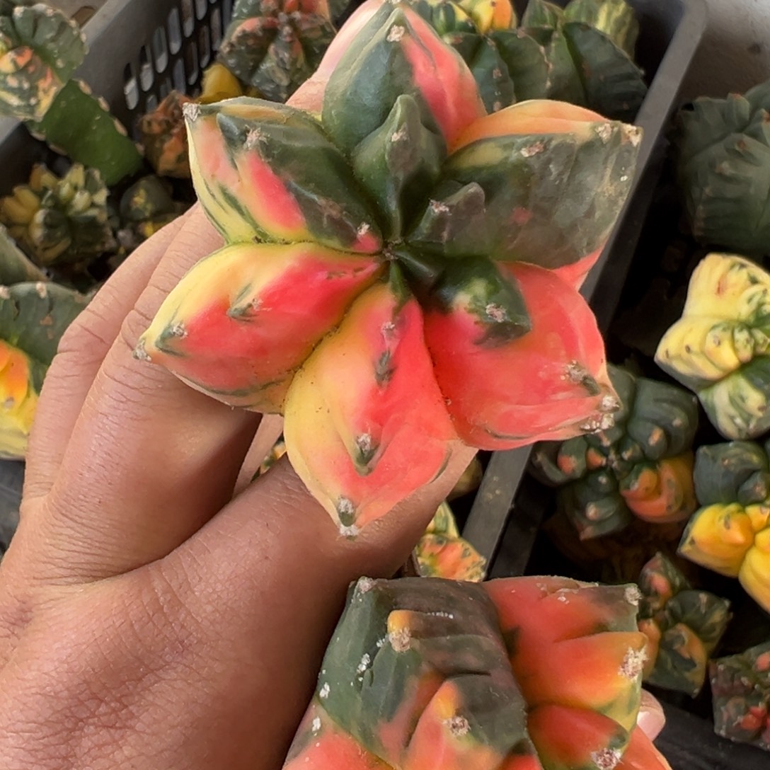 用***6六棱鸾锦仙人球3985号