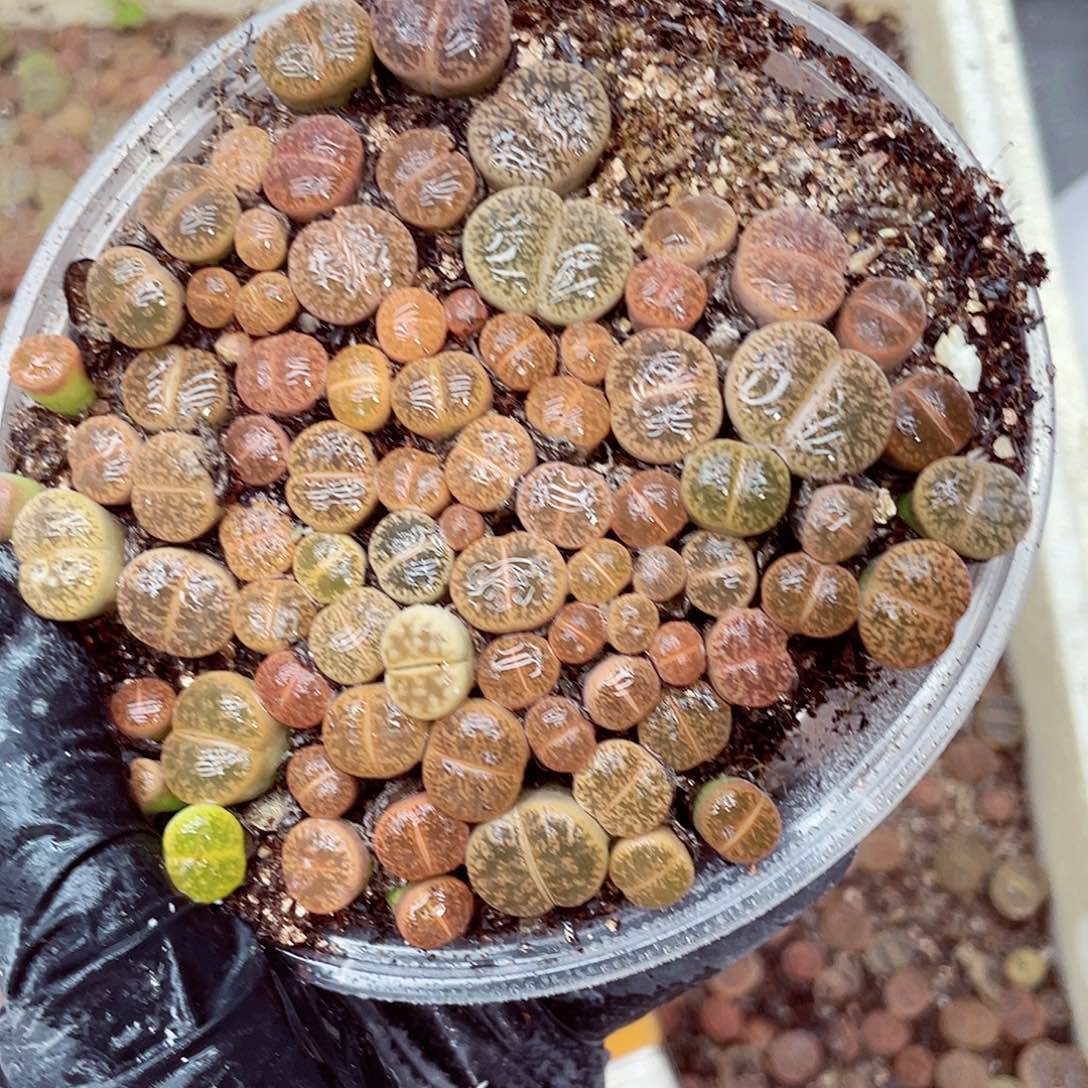 生石花18包邮0905-137