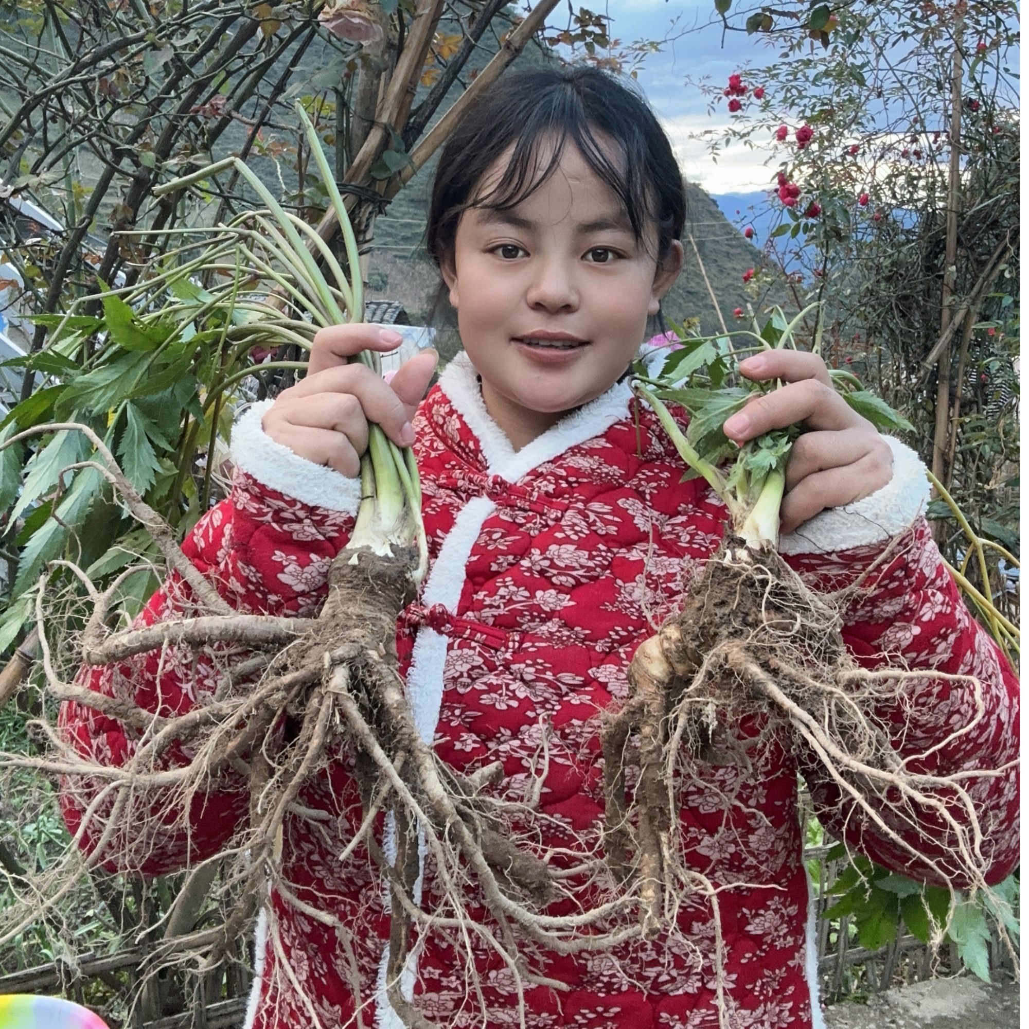 大凉山甘洛鲜当归带泥发货土货