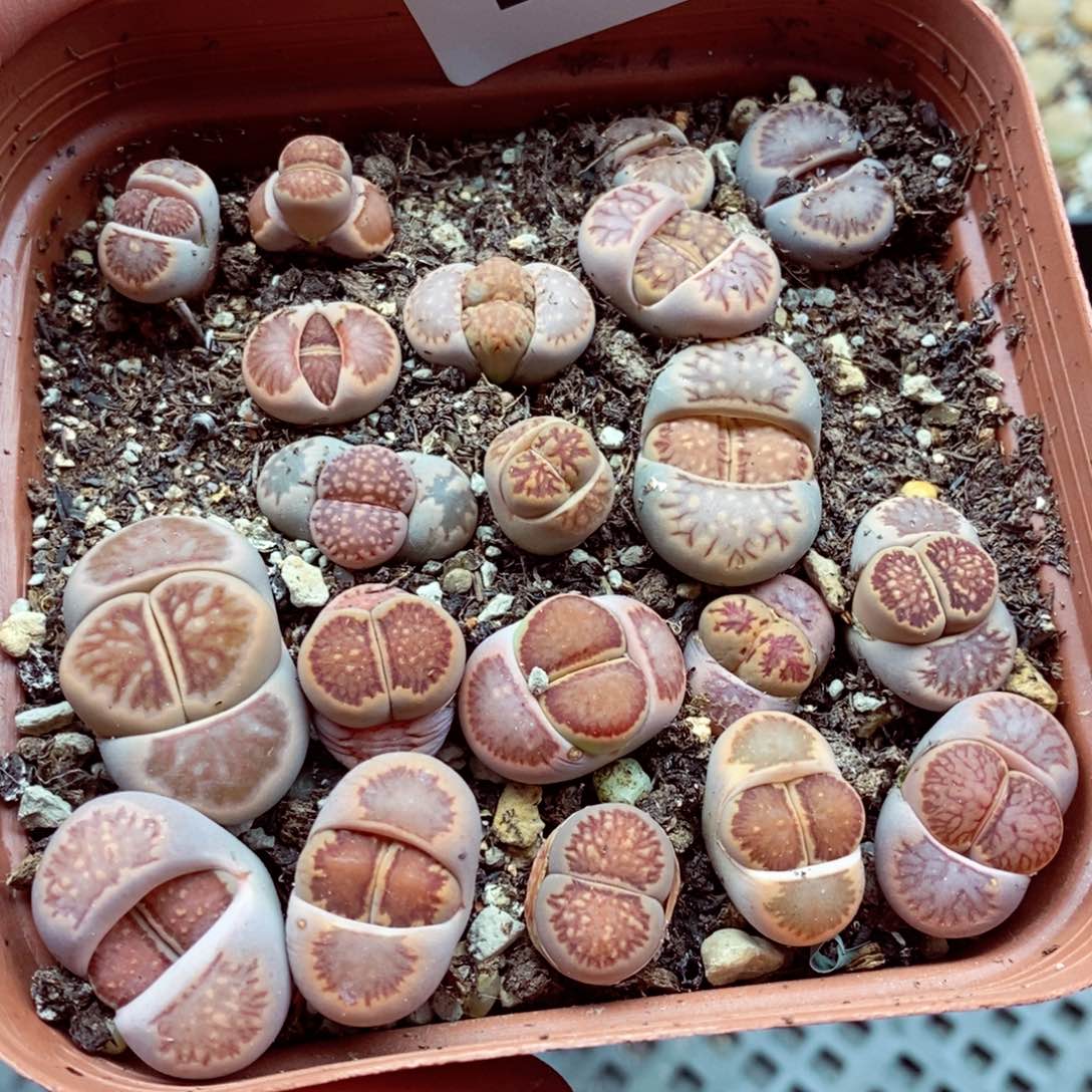 我的小姐姐们都是我138