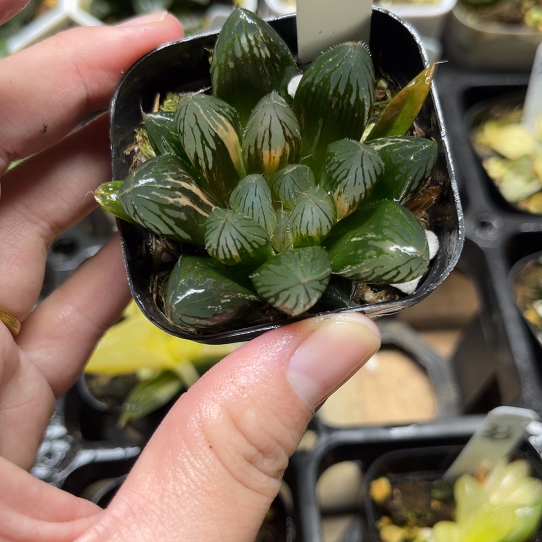 34胭脂玉露锦一物一拍