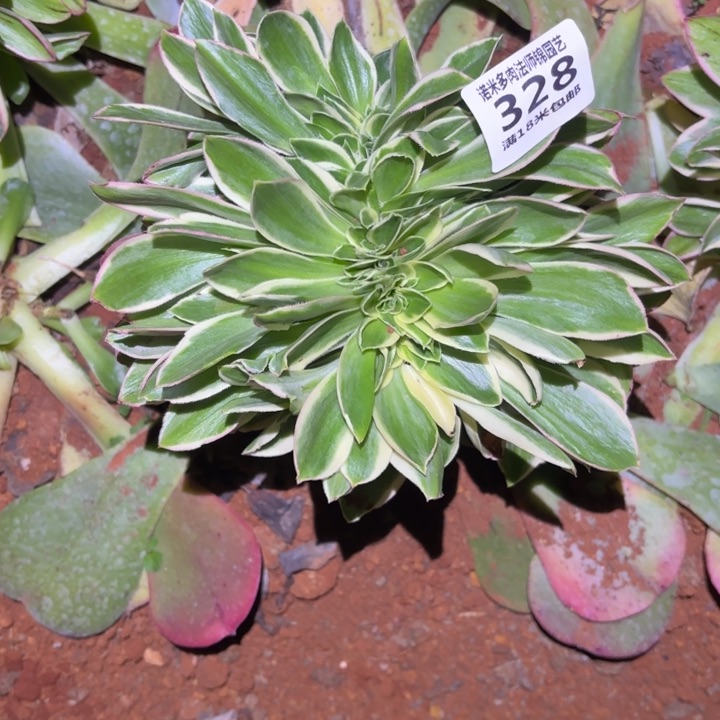 328大叶绿玫瑰缀化掌心多肉法师