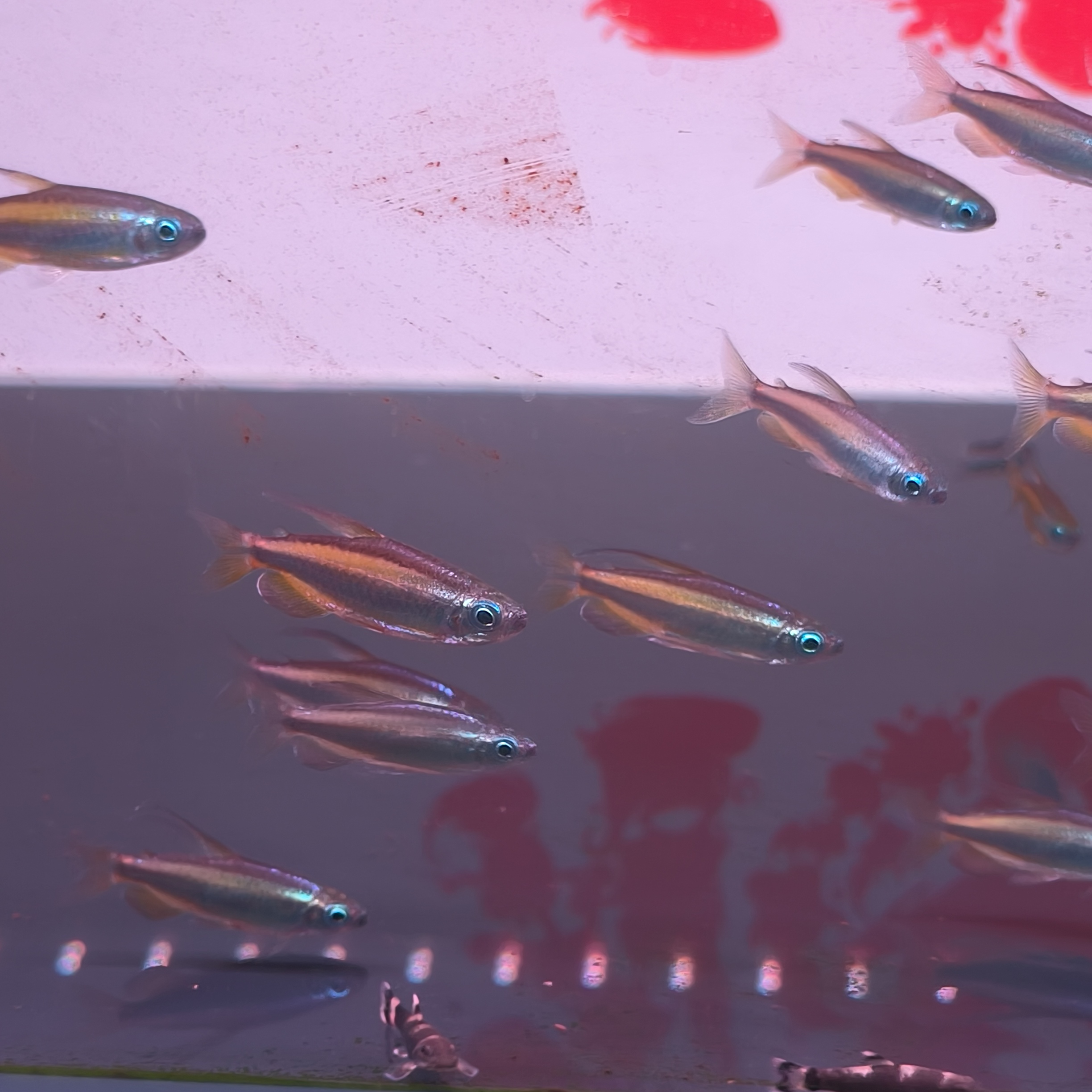 小型热带观赏鱼 黄金刚果二线 