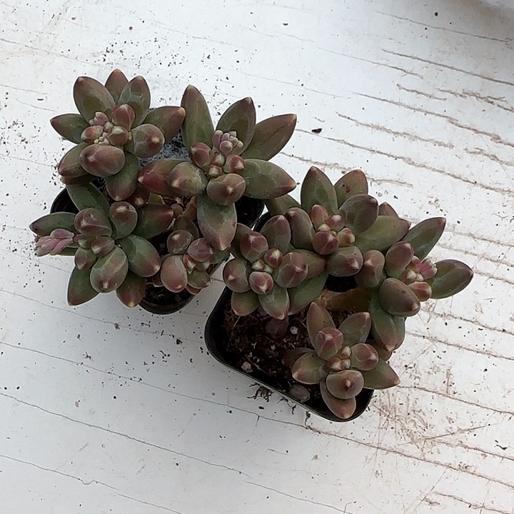 青蛙王子儿童牙膏111