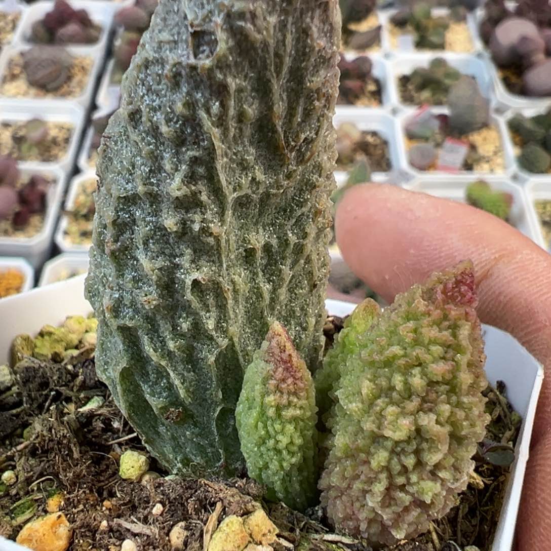 5厘米母叶苍龙多肉植物水泡