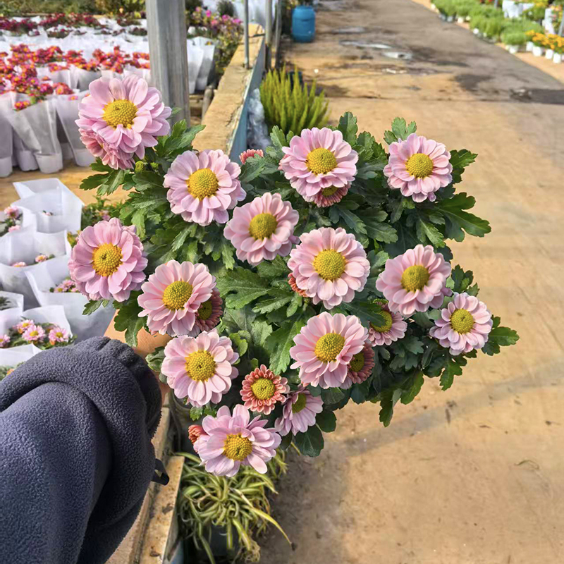 珍珠粉小雏菊(粉色小菊花 花期长)庭院阳台开花植物