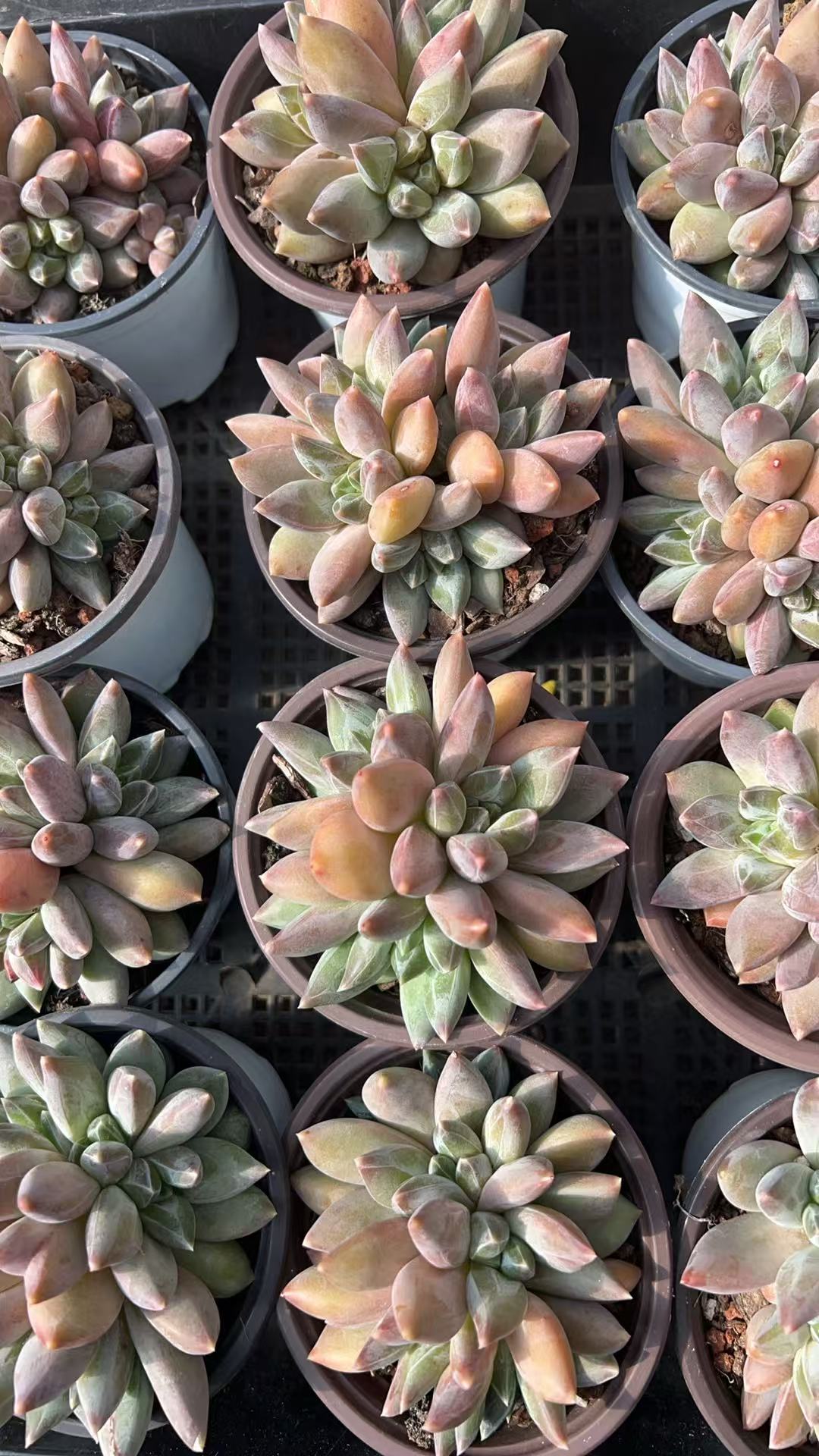 A级控养重楼群   多肉绿植