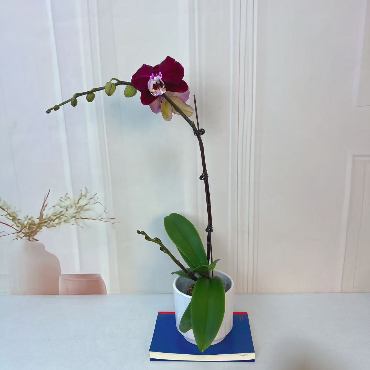 【幻影】植株高品質蝴蝶蘭基地直发种 植施肥观赏花卉