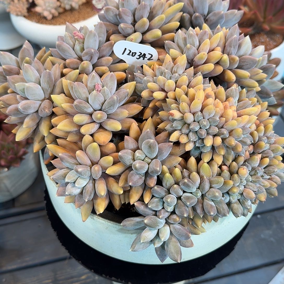 精品多肉植物120342