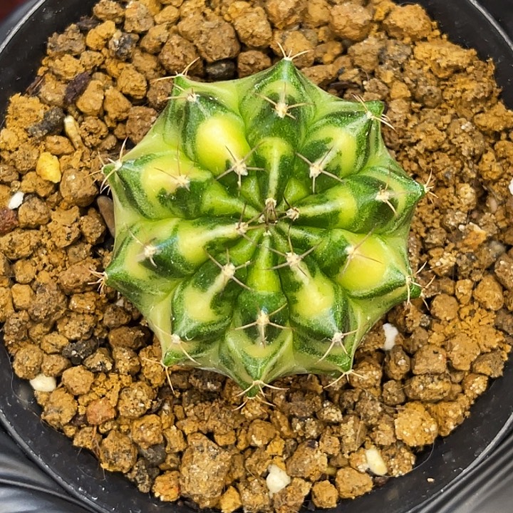 达芬奇密码 一物一拍