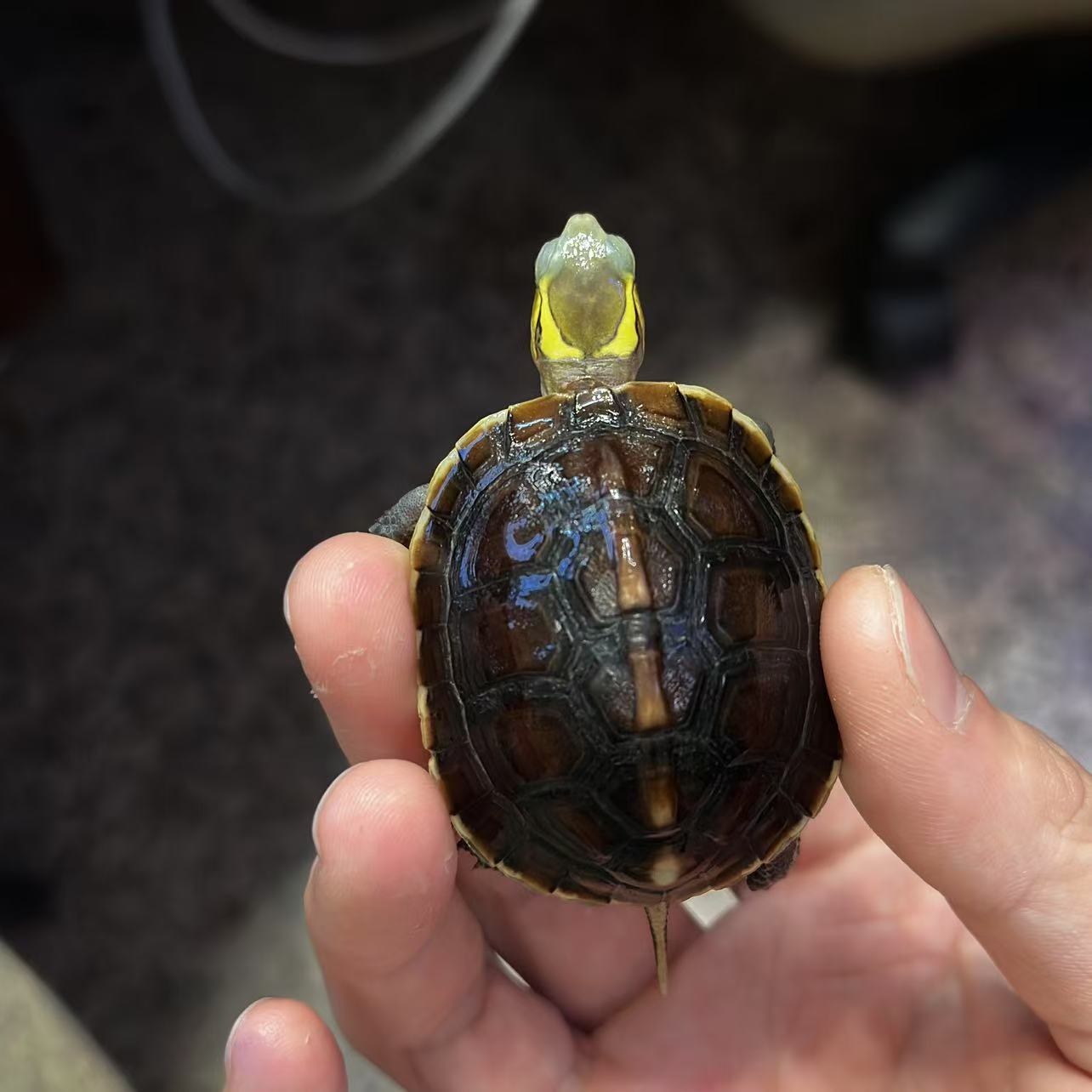 黄缘龟  全品黑台苗   20克