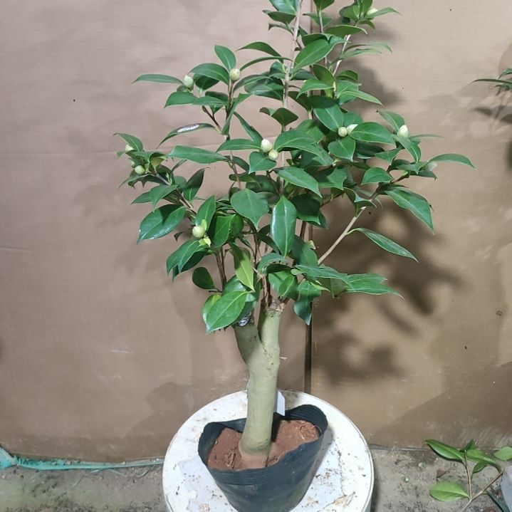 421红Pp，原盆原土发货，不包邮