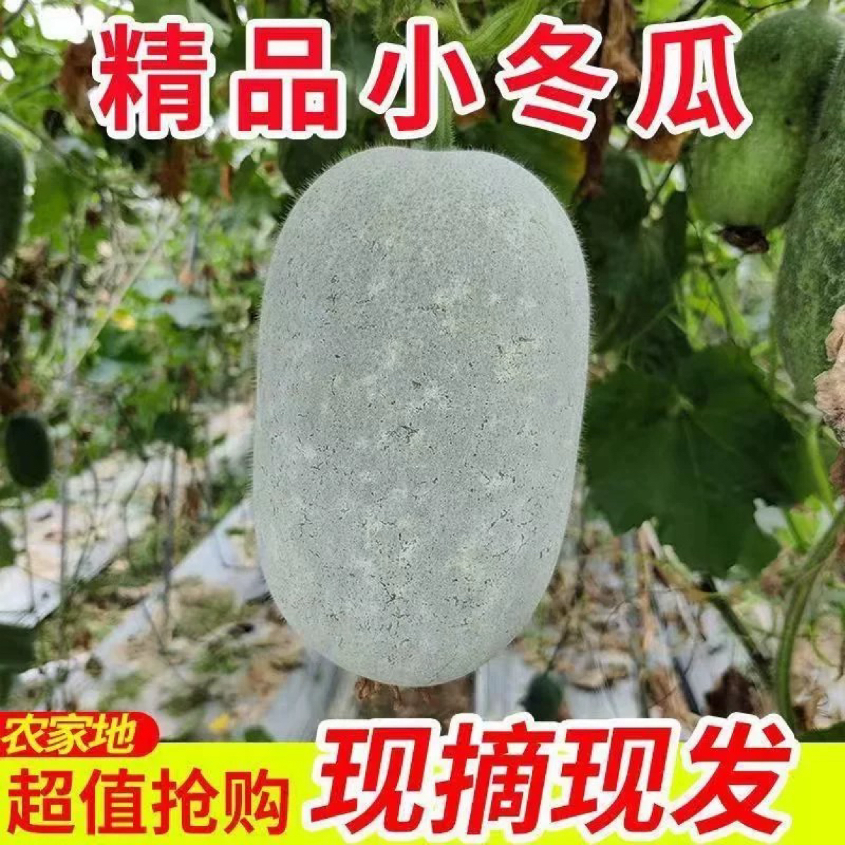 新鲜现摘奶油小冬瓜可生吃凉拌炖菜的时令蔬菜