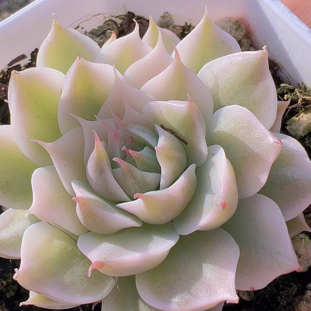 玛格丽特锦19包邮多肉