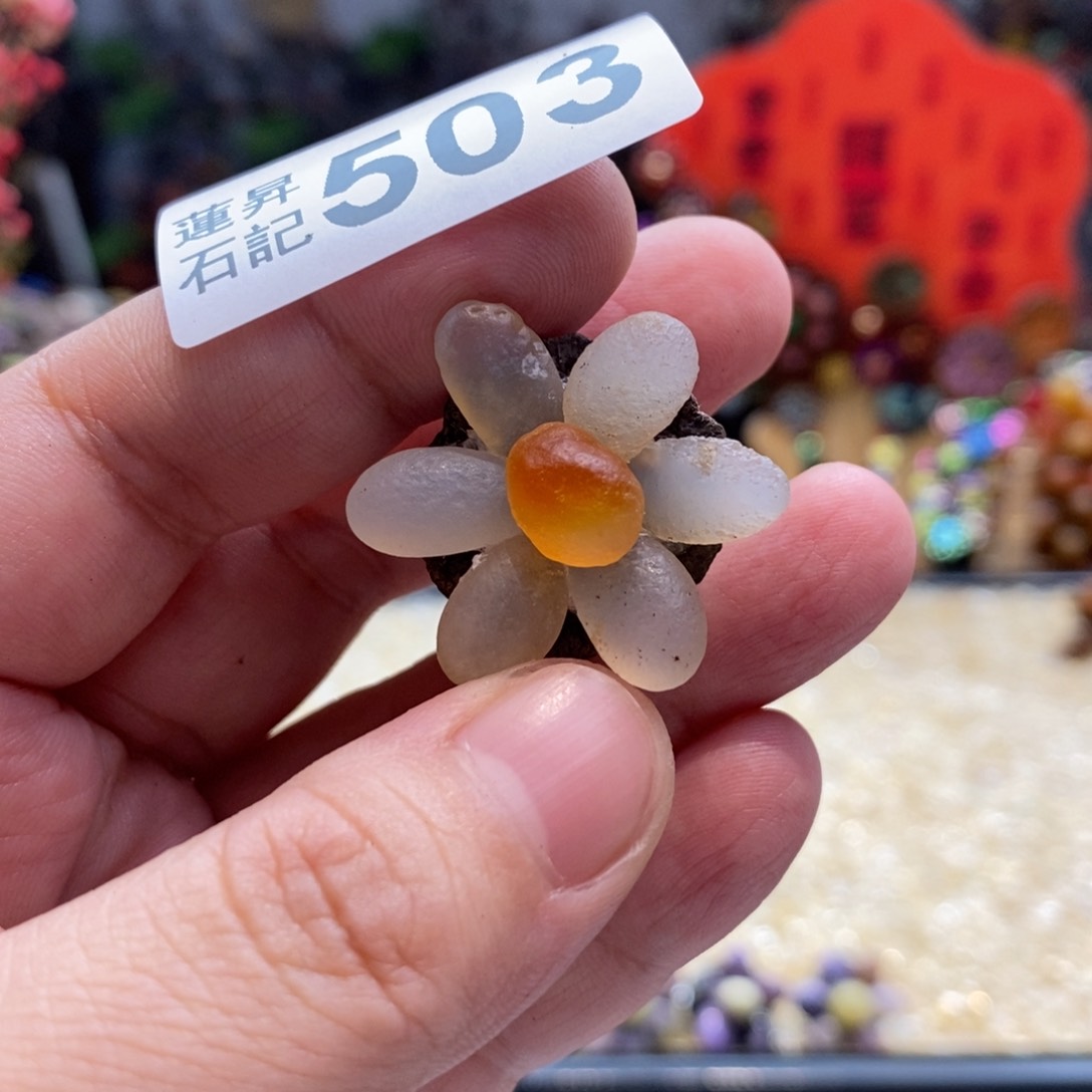 核桃木/黑胡桃（胡桃木）冰*梦503