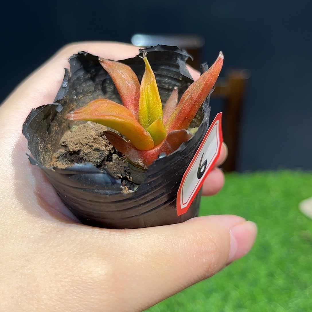 6号实生龙牙锦萝卜根