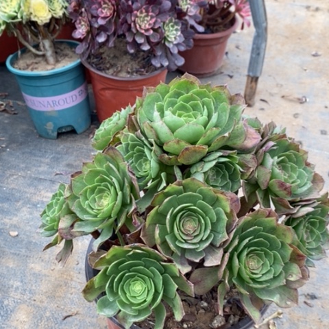 花月夜多肉植物004