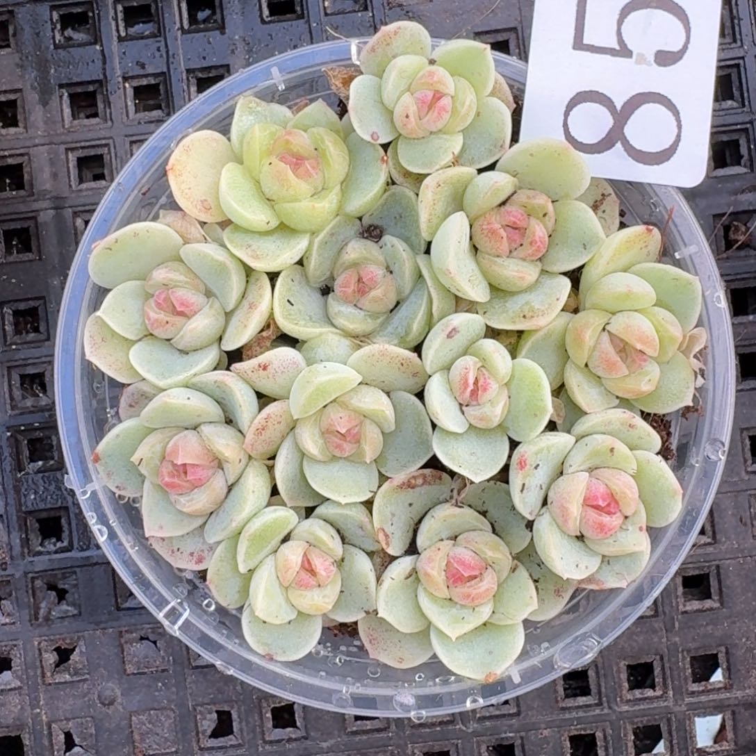 多肉植物多肉植物85