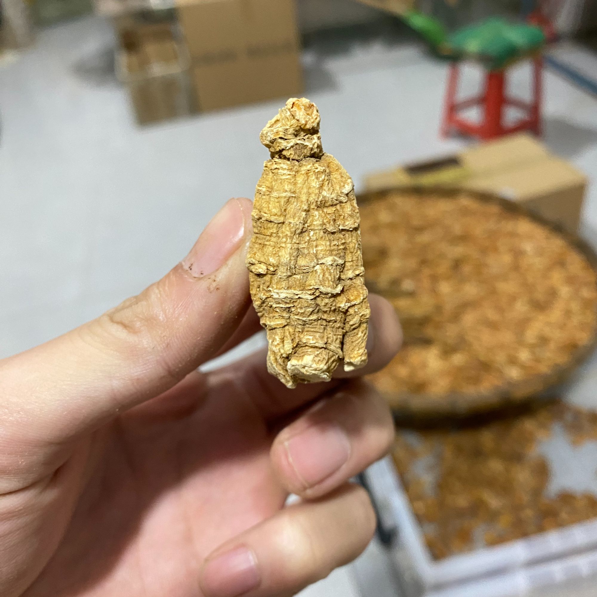 五年 长白山花旗参 足年份 香气浓郁 足干 自然晒干 香味浓