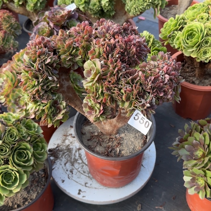 毛***毛多肉植物玫瑰缀550