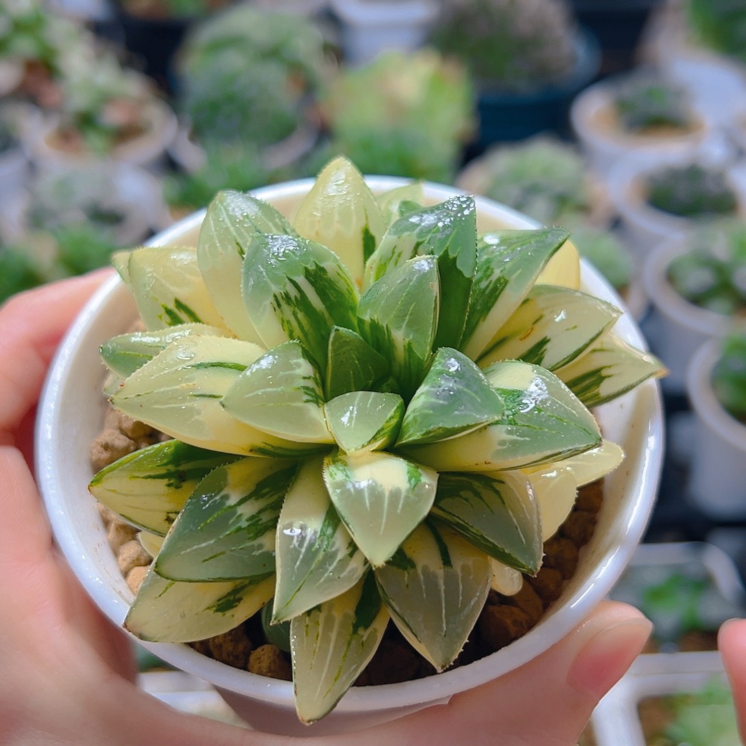 姬寿锦多肉多肉多肉多肉