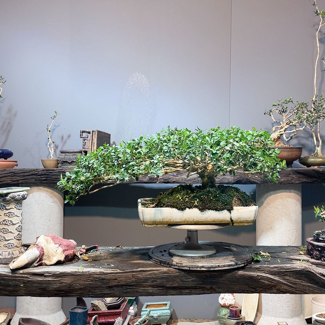 木头谦**取脱盆海岛黄杨