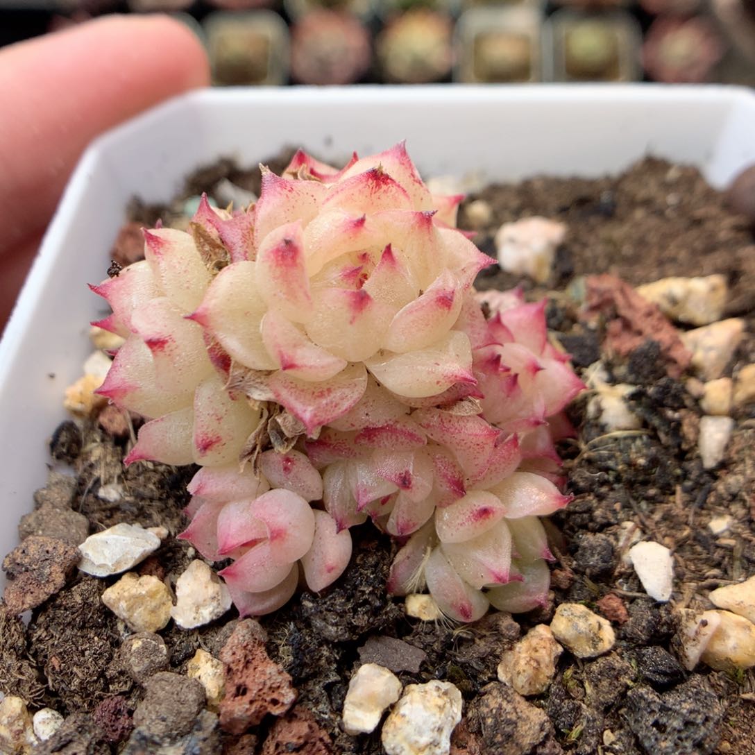 G100 ，20包邮两天凑单偏远不发货