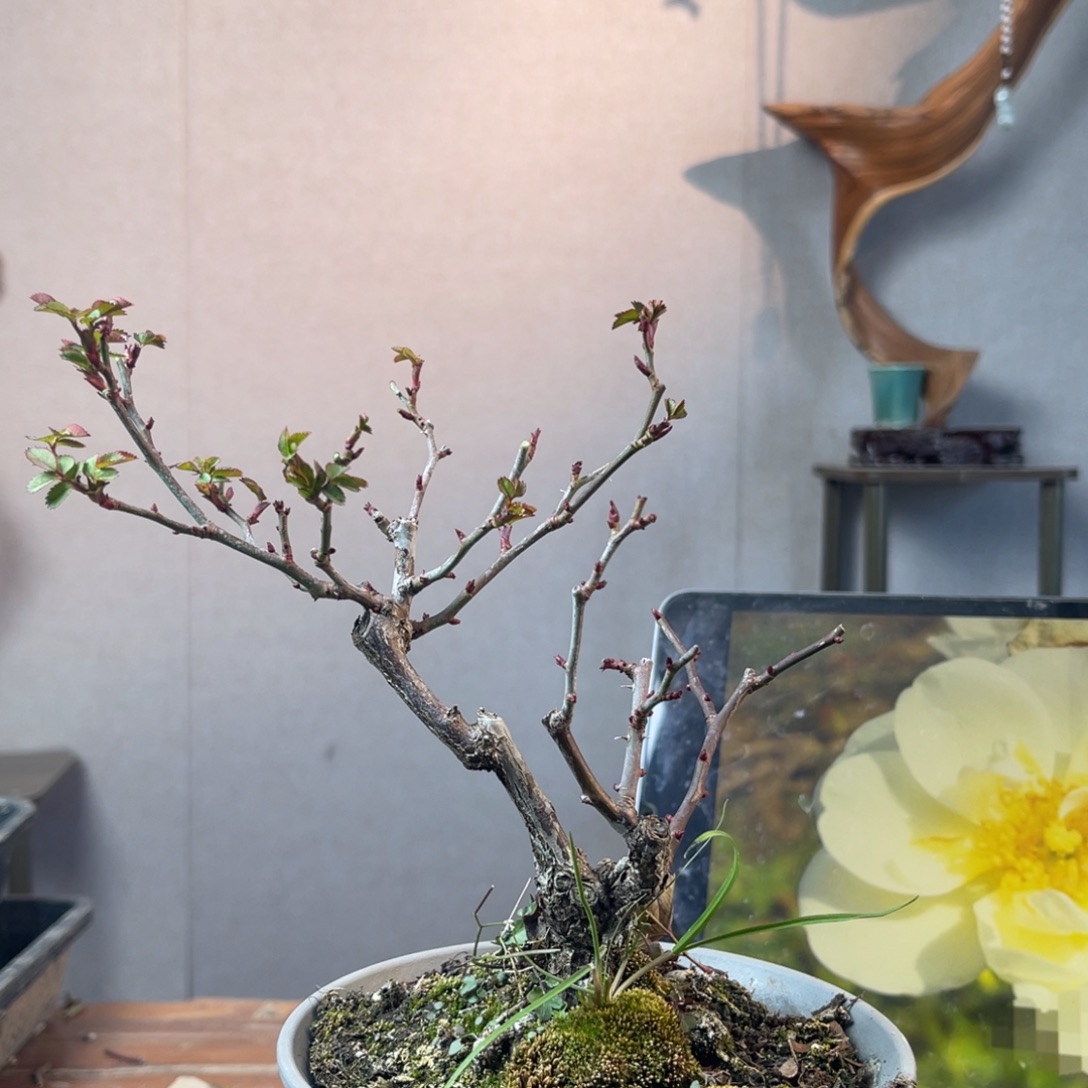 凹***敌少量花朵（建议范围：2朵-5朵 或40%以下）