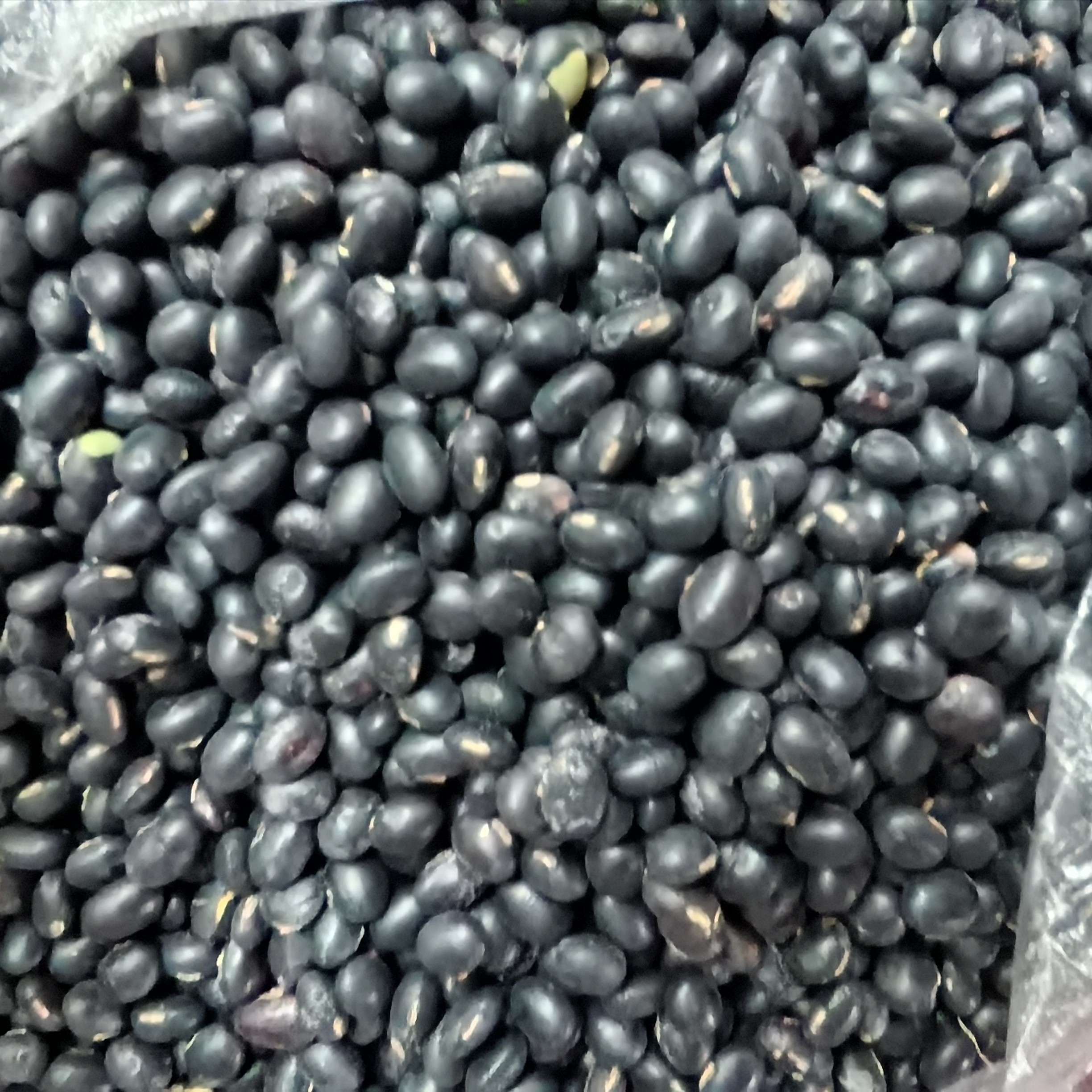 重庆农家自种黄仁黑大豆营养丰富