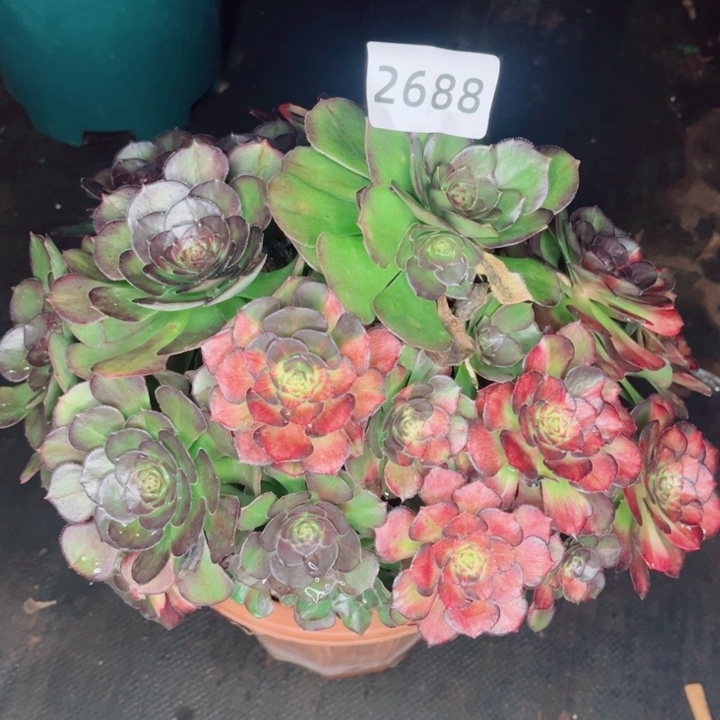 海王七彩多肉发货